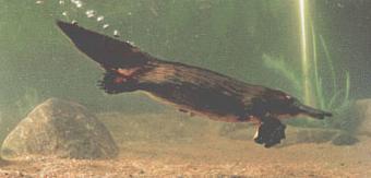 are platypus endangered are platypus endangered